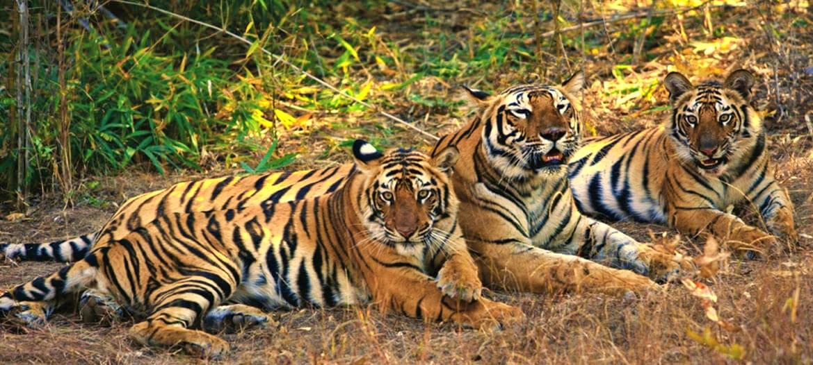 Tigers Death MP