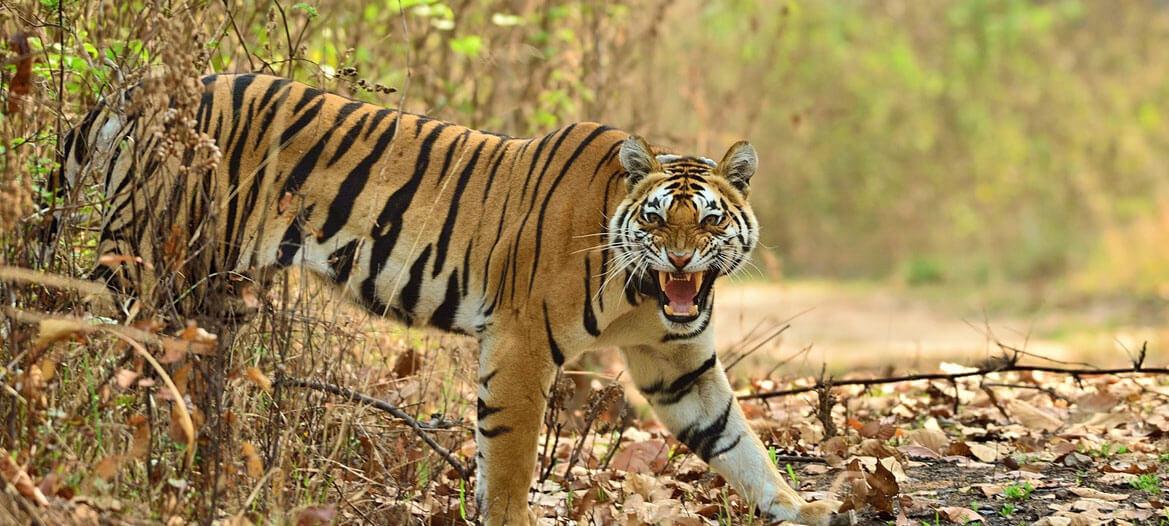 Madhya Pradesh  tiger