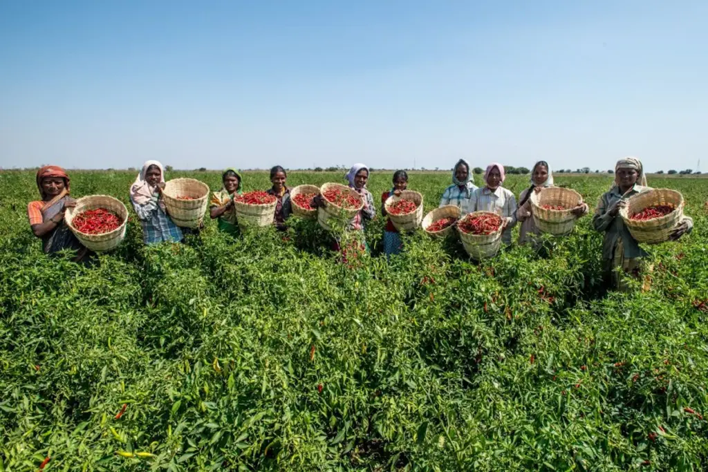FPO India, Farmers Income, Agriculture News