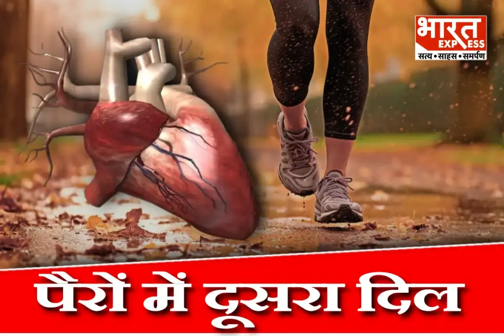 Second Heart Of Body Calf Muscles Health Tips