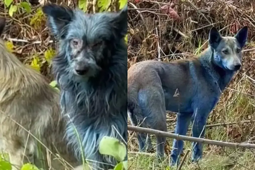 Blue Dogs of Chernobyl