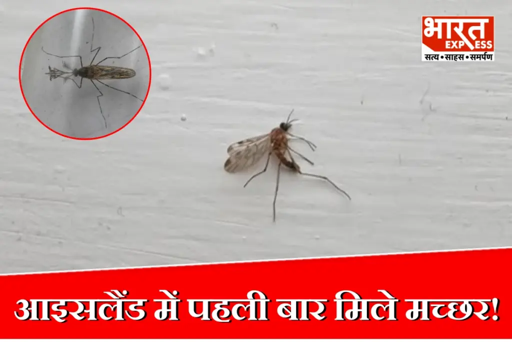 First Mosquitoes Spotted In Iceland