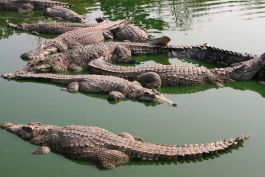 Crocodiles city