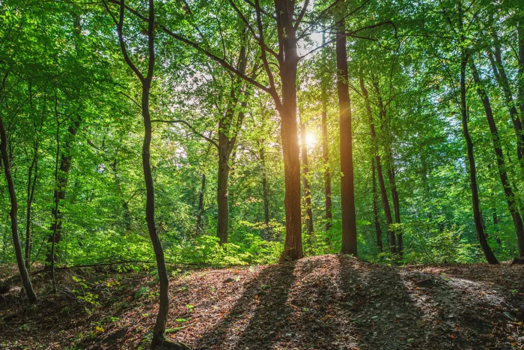 Forest