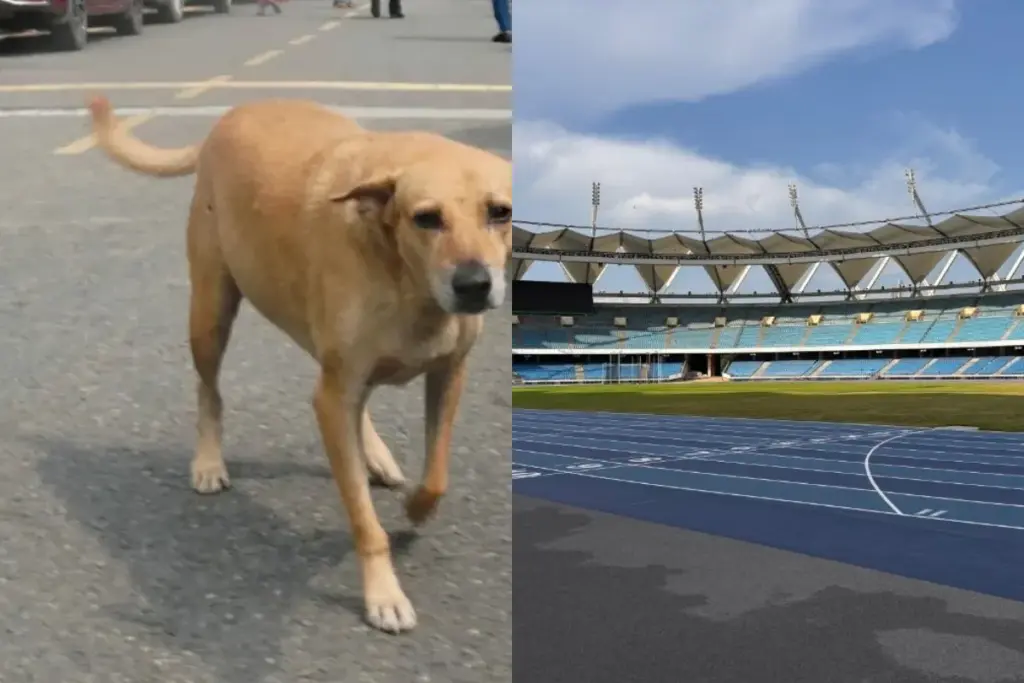 world Para Athletics Championships 2025, Jawaharlal Nehru Stadium