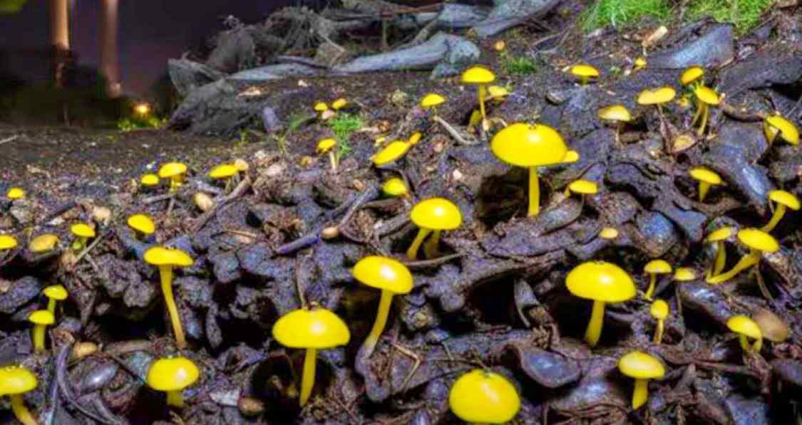 Chernobyl Disaster Fungus