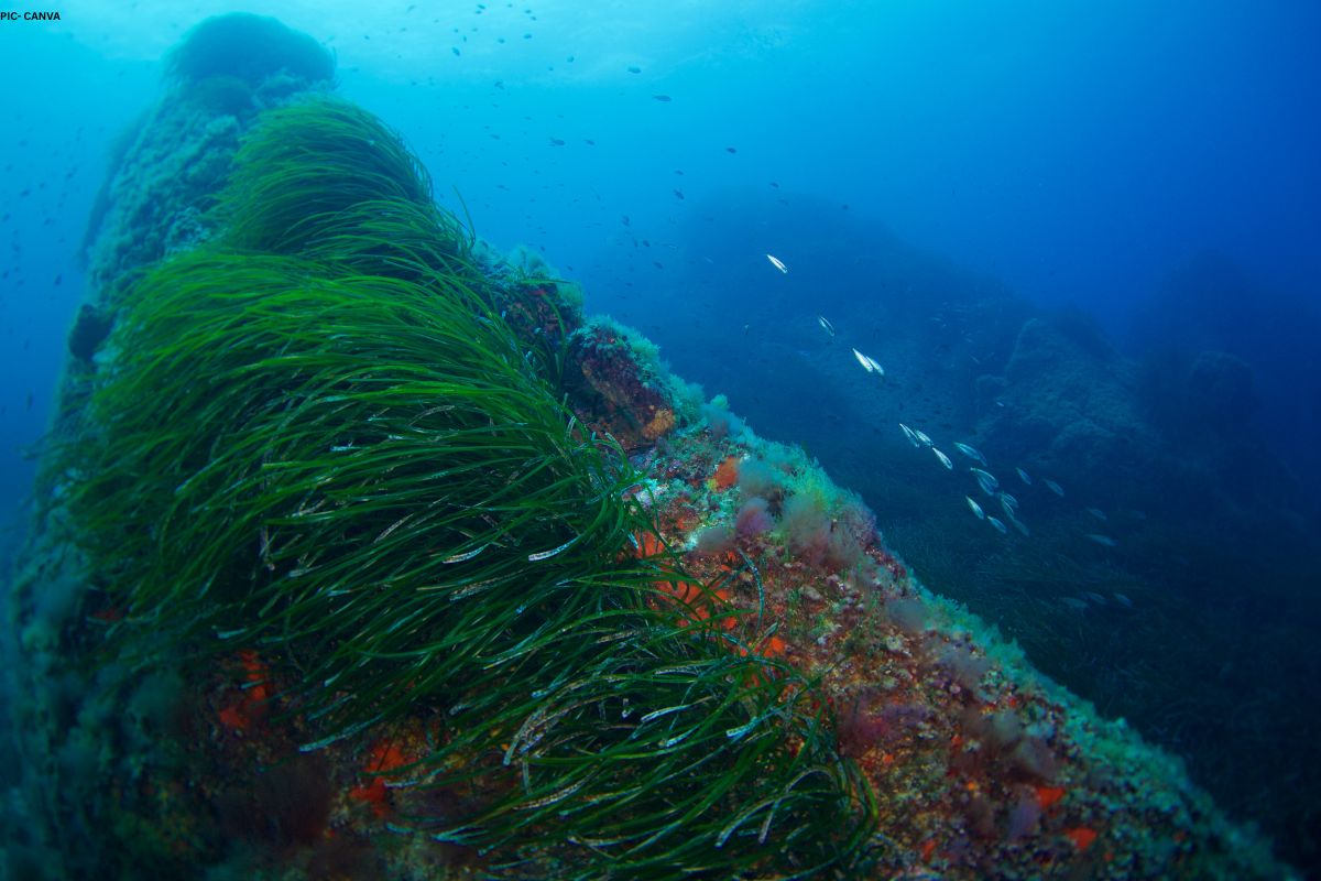 seagrass decline due to warming