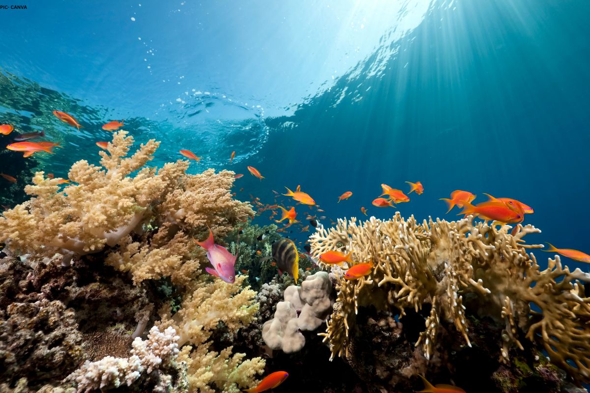 seagrass decline due to warming