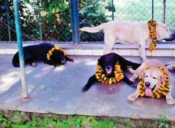 Sniffer Dogs