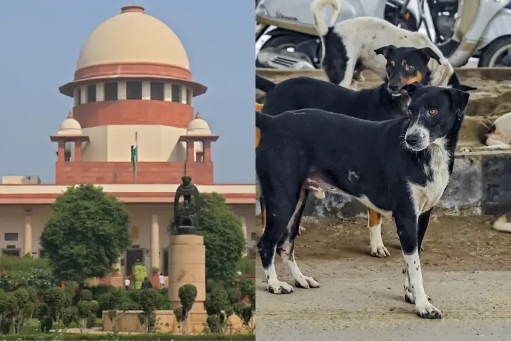 Supreme Court, Stray Dog Case