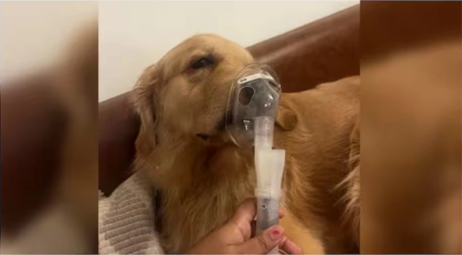 delhi-dog-nebulizer-photo-viral-pollution-aqi-bronchitis-concern
