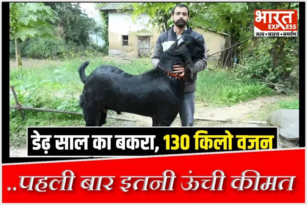 130 Kg Beetal Breed Goat