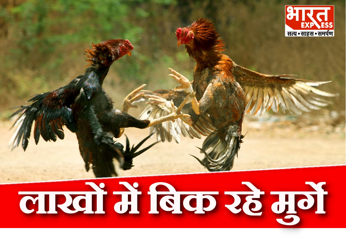 काजू-बादाम खाने वाले ये मुर्गे लाखों में बिक रहे हैं, खास मुकाबले के लिए कर रहे ट्रेनिंग