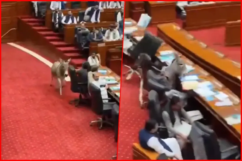 Pakistan Parliament Donkey Video