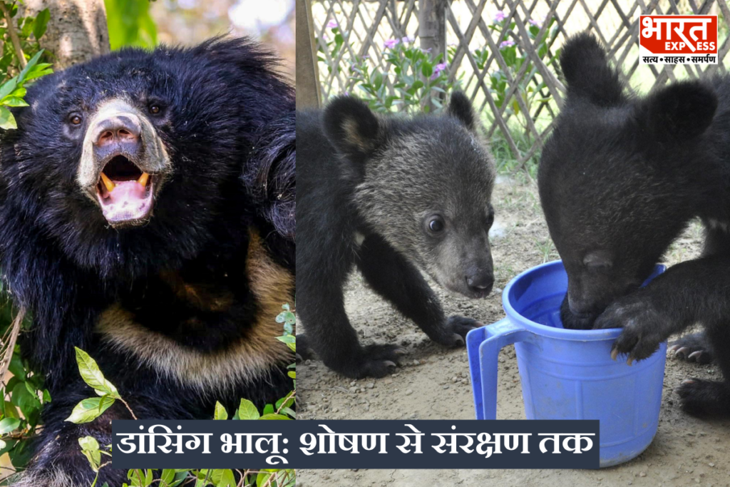 Sloth Bear