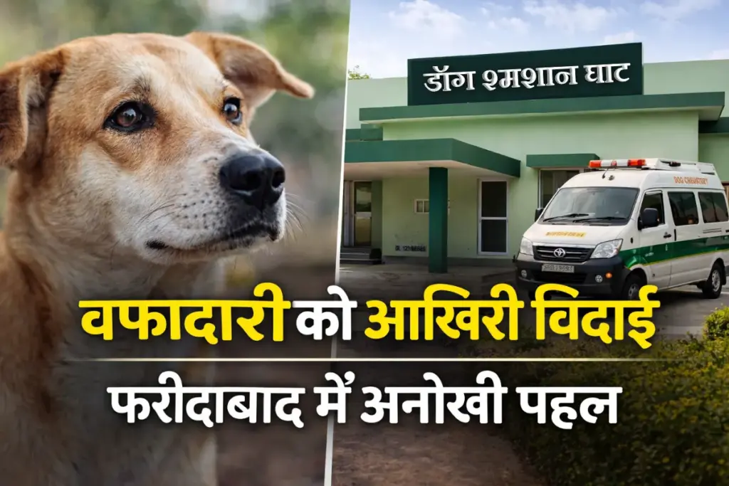 Faridabad Dog Crematorium In Budhena Village