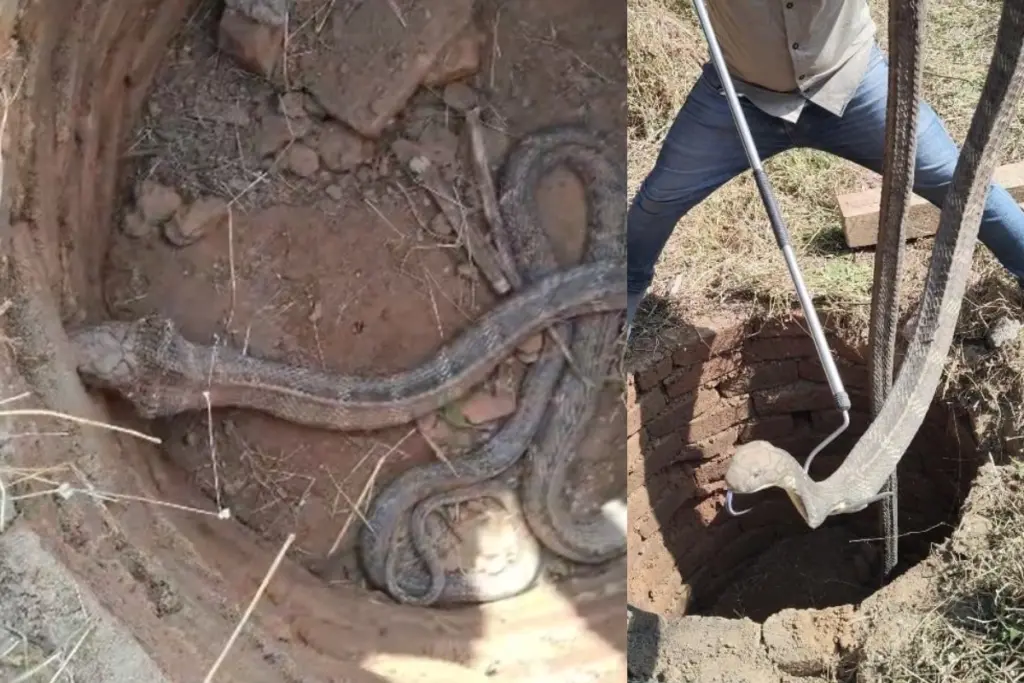 Giant king cobra emerges from septic tank