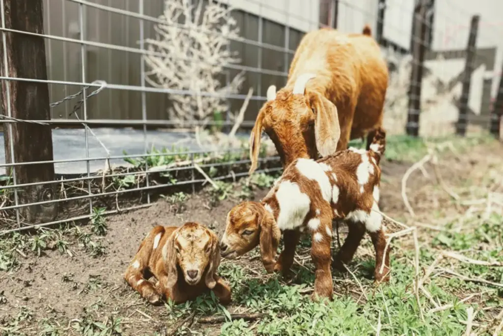 Goat Bank Jalgaon, Maharashtra, Rural Development, Ajab Gajab News