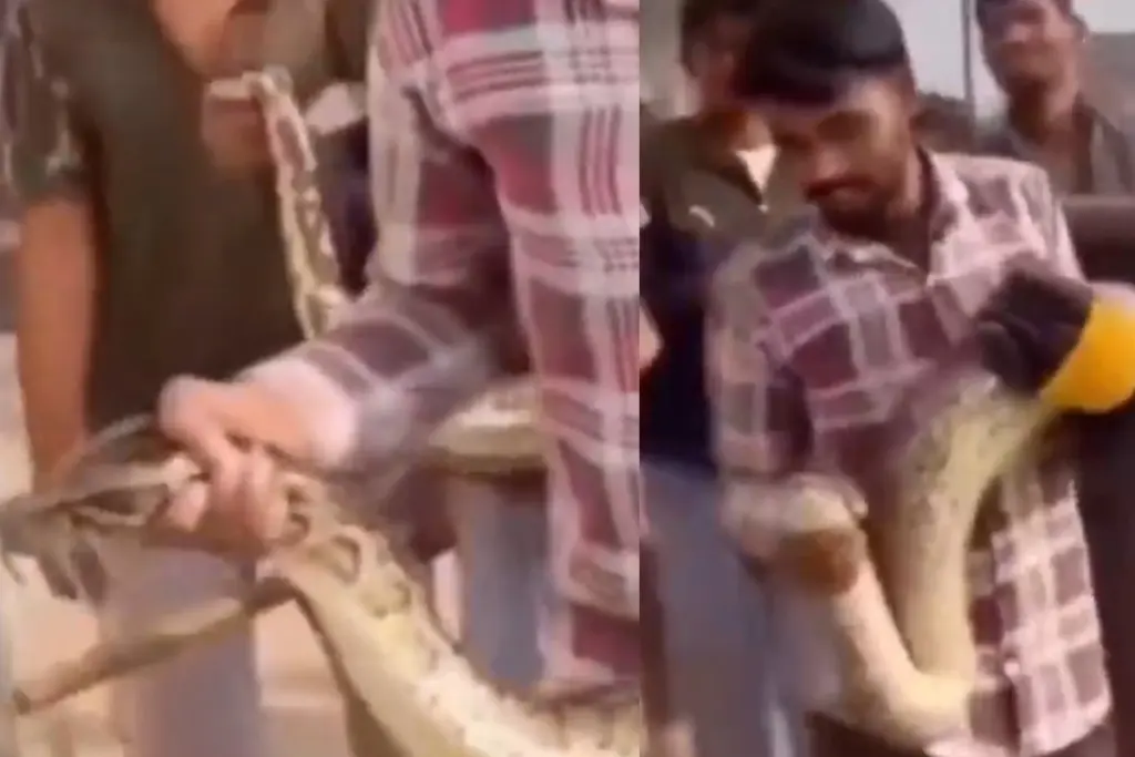 Hapur Youths create ruckus by carrying huge python on their shoulders