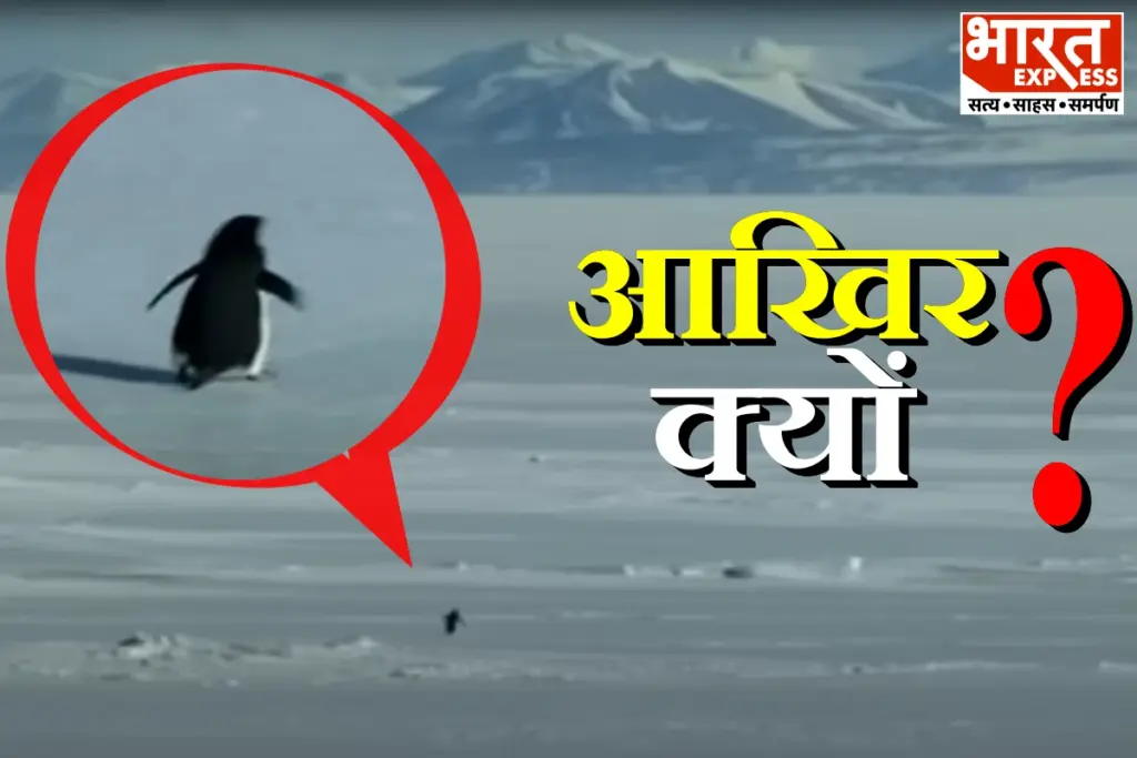 Penguin viral video