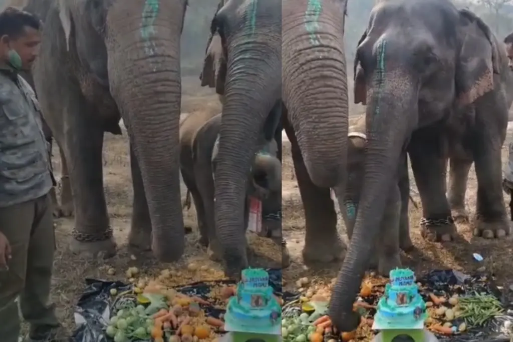 Assam Viral Video Baby Elephant Birthday Celebration