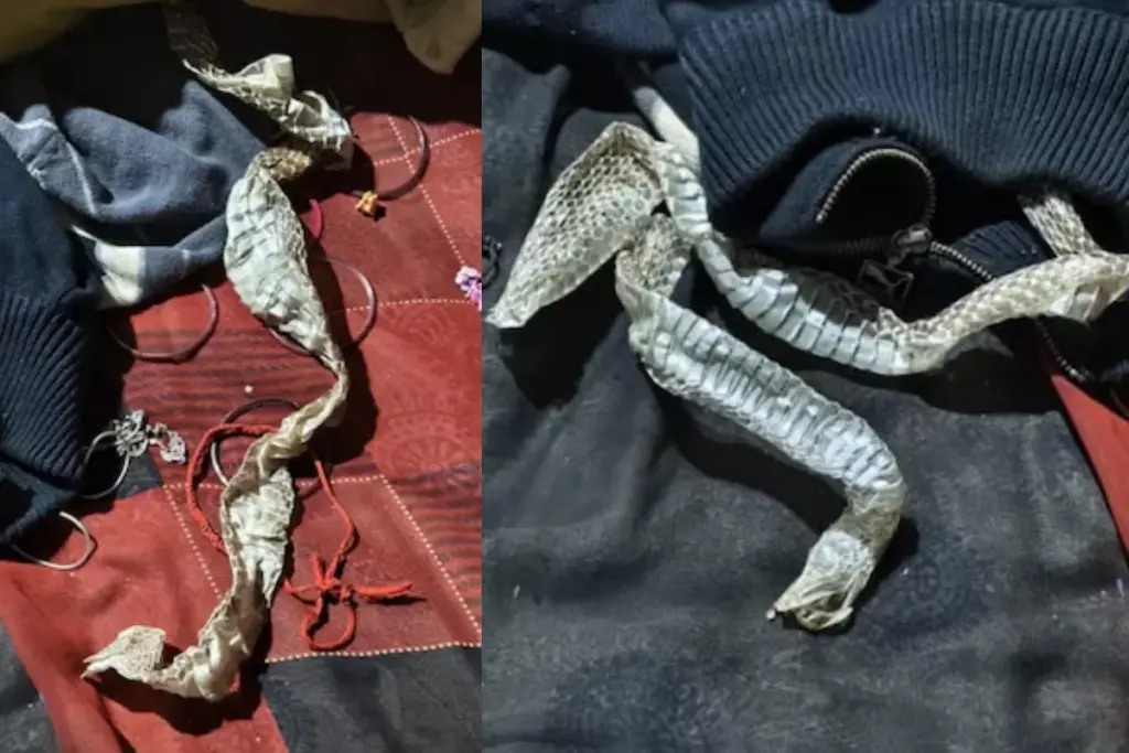Auraiya News, UP Police, Snake Skin Mystery, Uttar Pradesh News