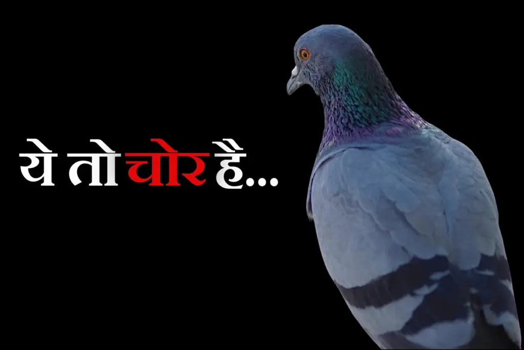 Pigeon Chain Snatcher