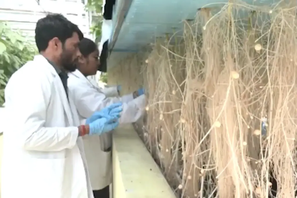 Potato Farming, Agriculture News, Potato Cultivation in Air