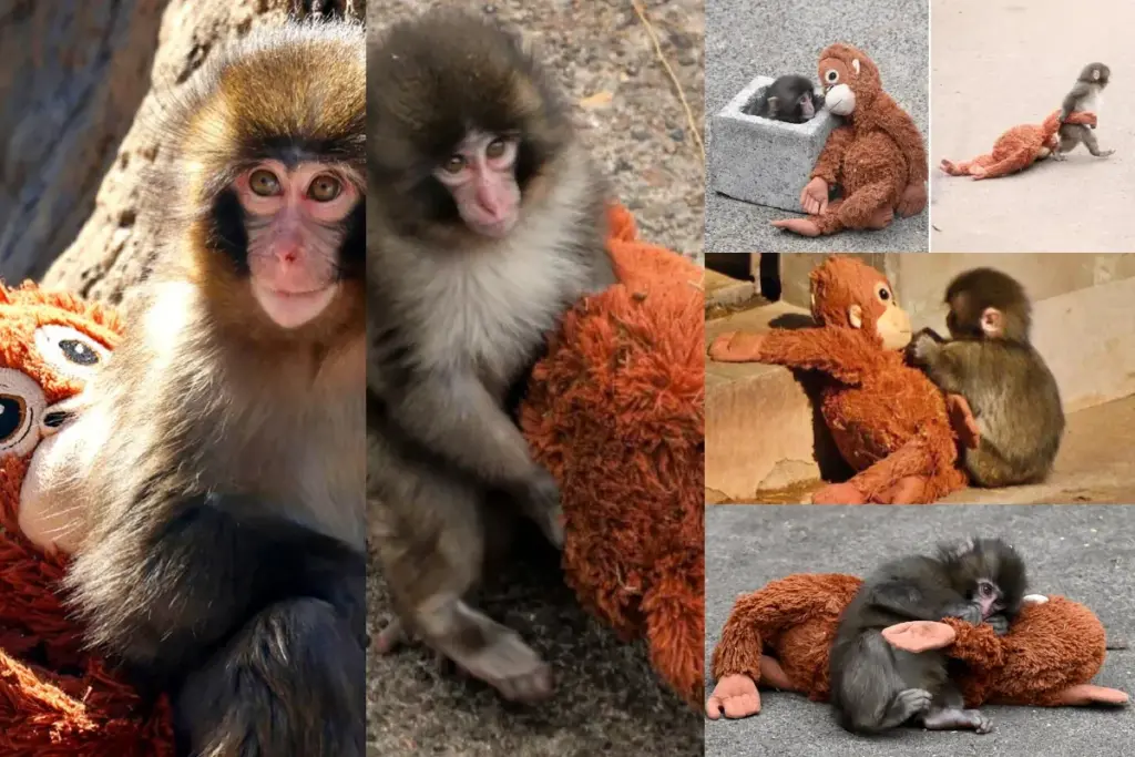 Punch monkey story, Ichikawa City Zoo, Japan
