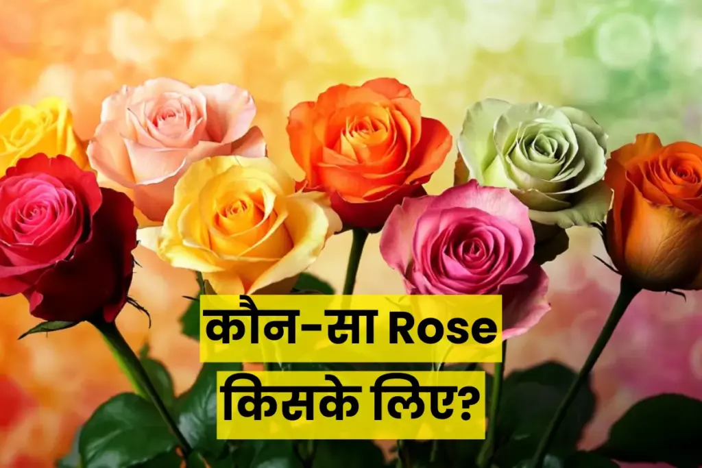 Rose Day 2026, Valentine Celebration