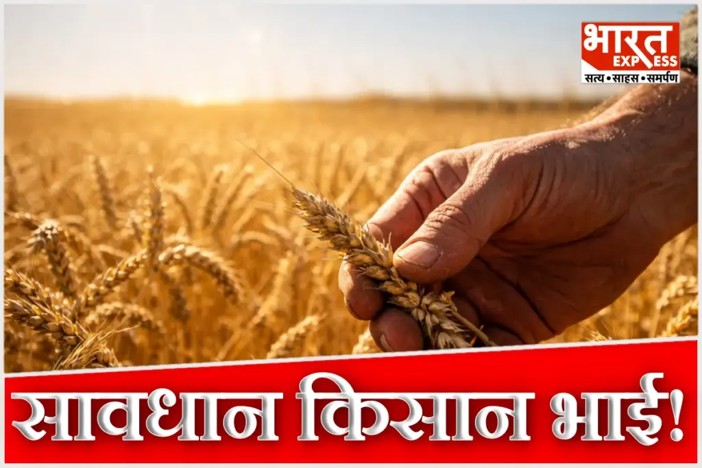 Ambala Temperature Rise Wheat Crop Loss March Knwo Farming Tips Weather Update