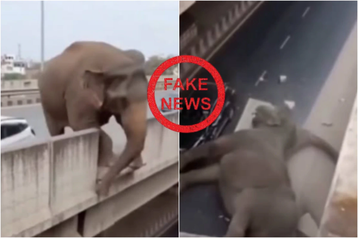 रांची में पुल से हाथी गिरने की सनसनीखेज कहानी… वायरल वीडियो के पीछे छिपा सच आखिर क्या है?