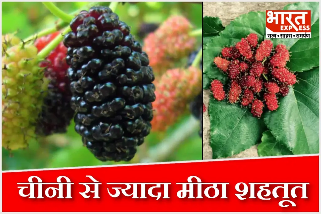 Mulberry fruit