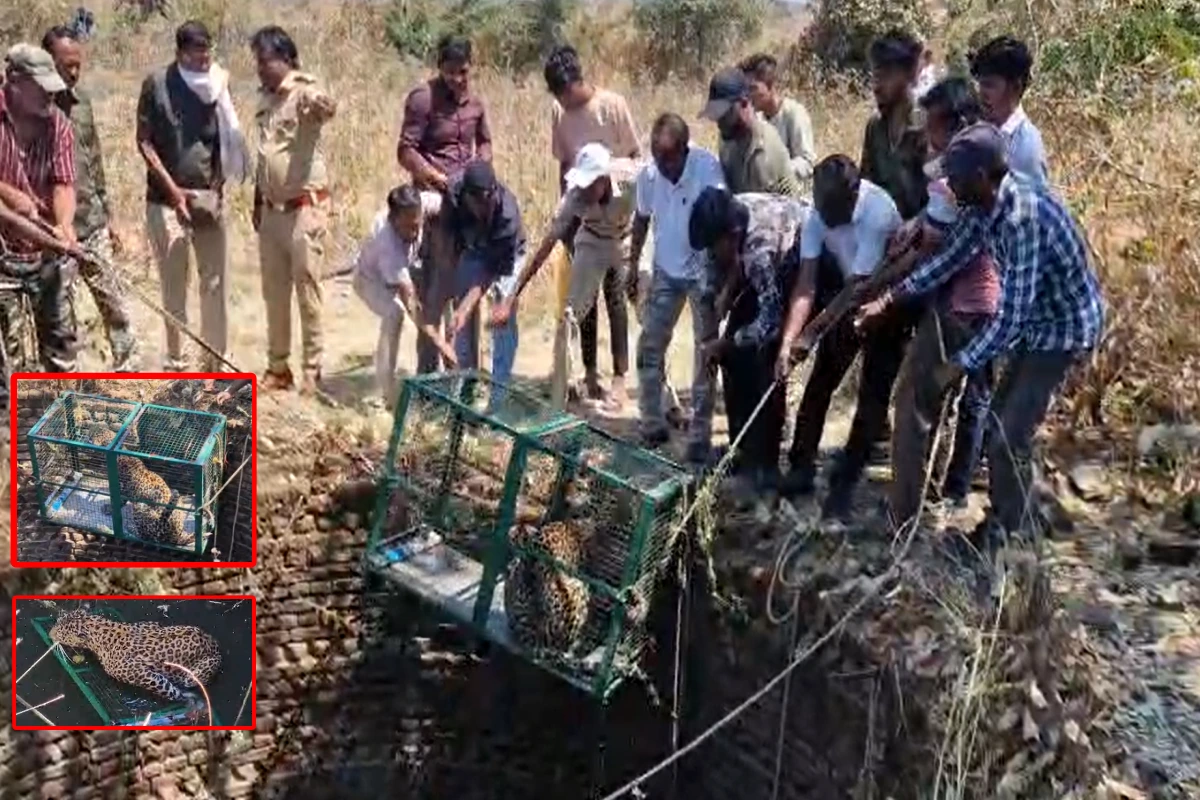 यवतमाल में कुएं में गिरा तेंदुआ, वन विभाग ने तीन घंटे में किया सुरक्षित रेस्क्यू