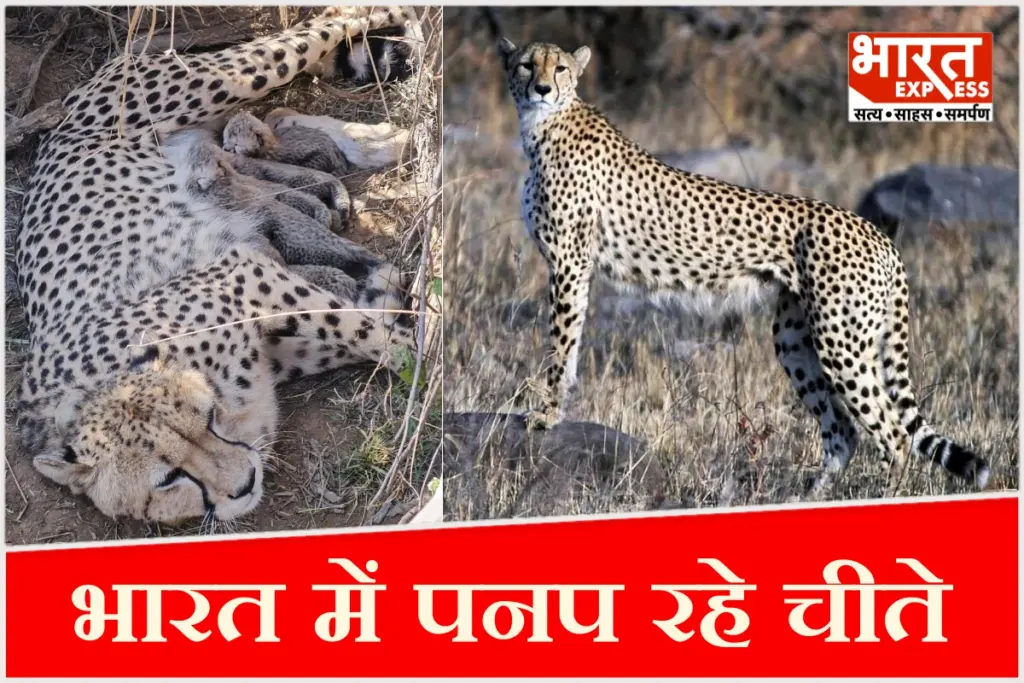 cheetah in india