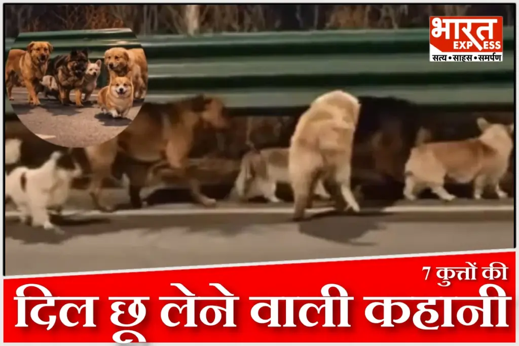 china-seven-dogs