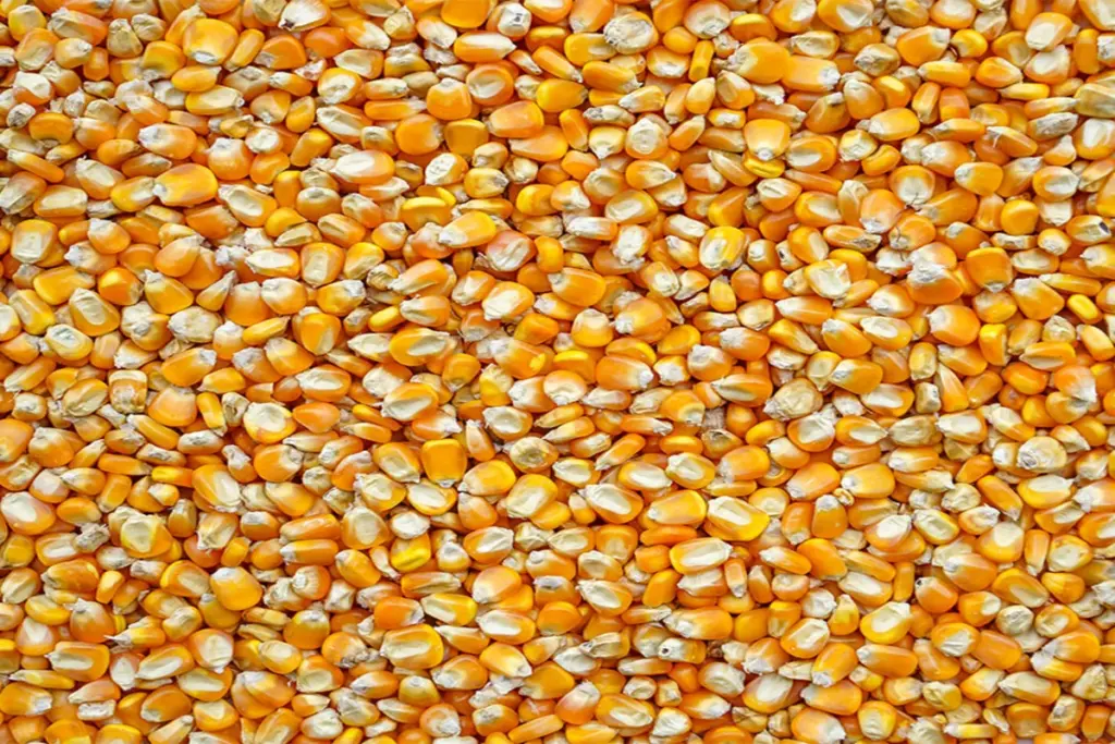 Healthy Bhutta Tips Identify Chemical in Corn