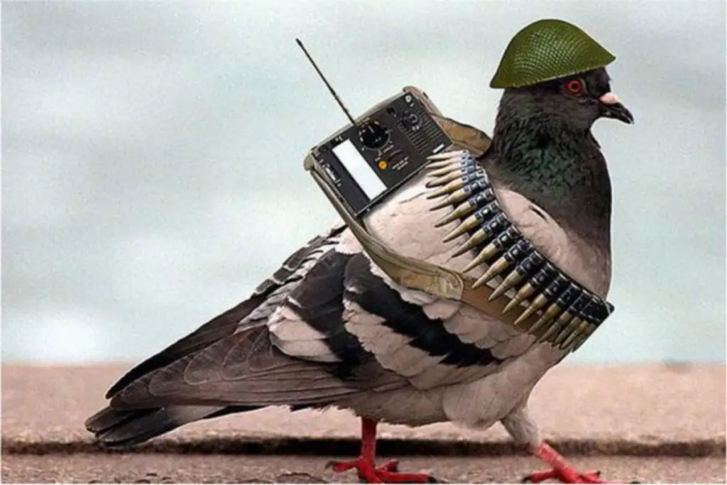 Odisha Police Pigeon Service