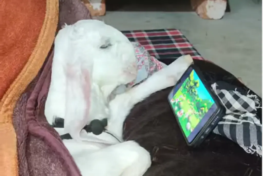 Viral Goat watching mobile