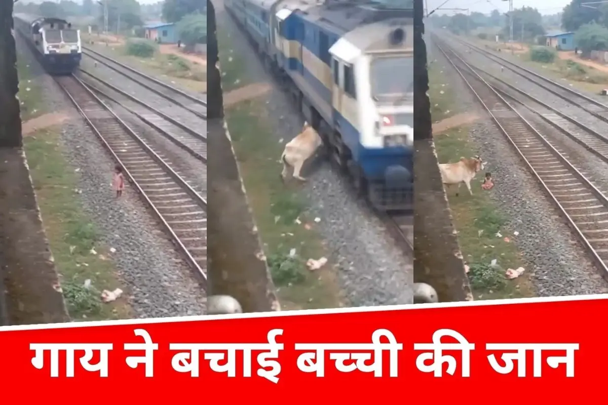 रेलवे ट्रैक पर खेल रही बच्ची की जान गाय ने बचाई, वीडियो देख लोग बोले – असली हीरो