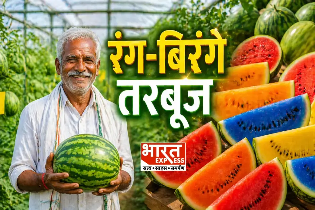 Colorful Watermelon Farming