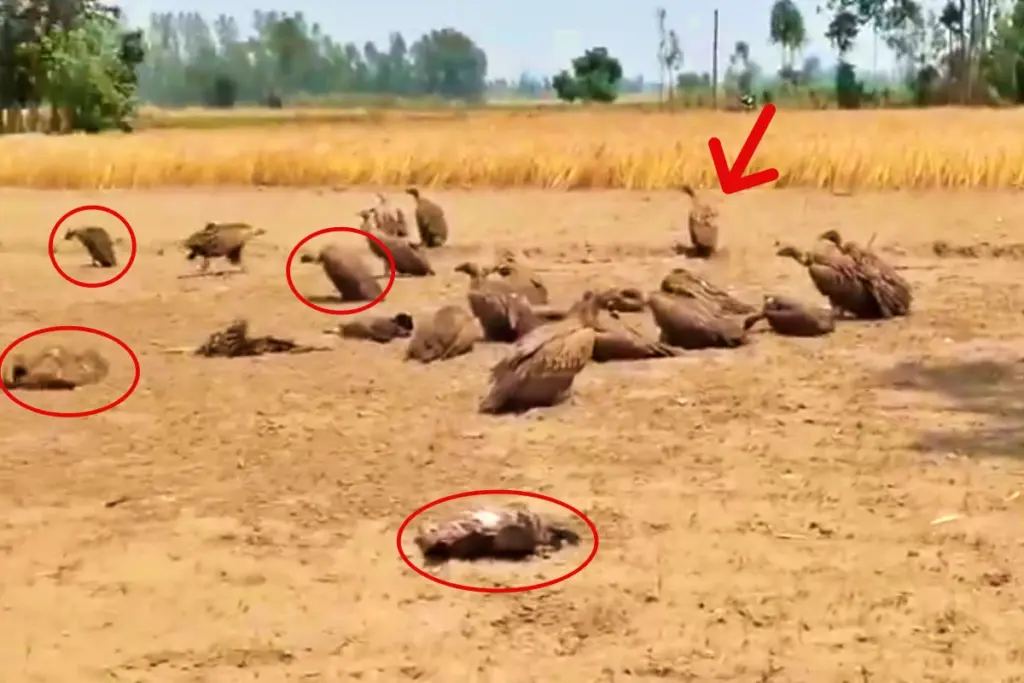 Lakhimpur Vulture Deaths