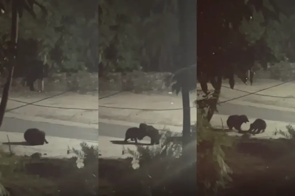 Mount Abu, bear fight video