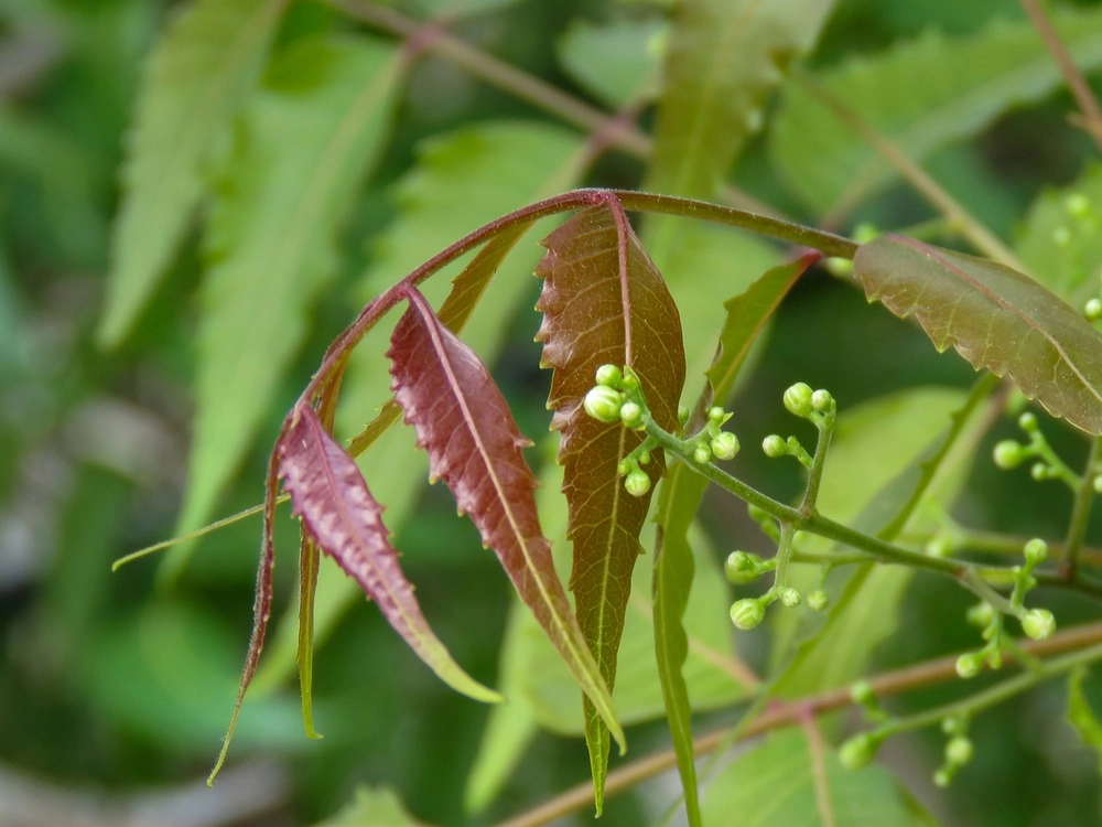 Neem benefits for liver
