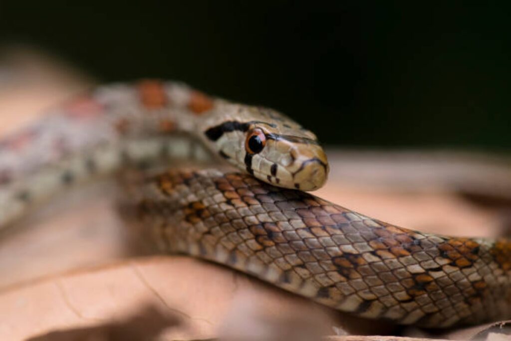 Repeated snake bite: