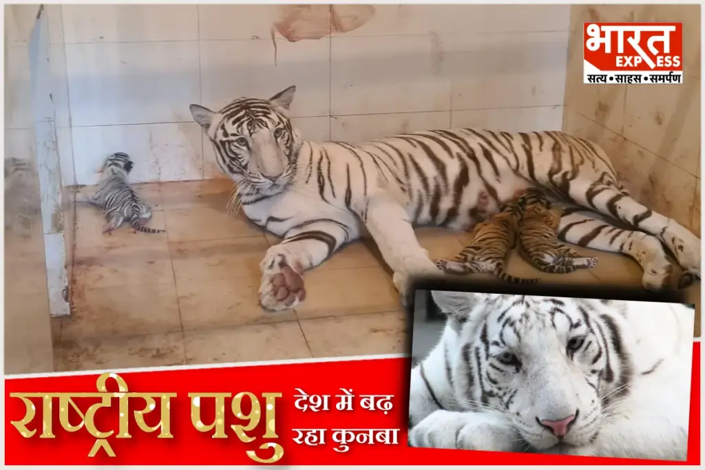 Tiger Cubs Born At Gwalior Zoo