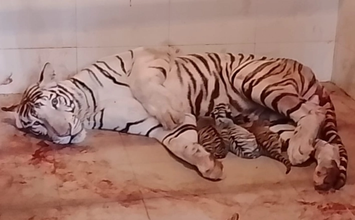 White Tigress Meera Gwalior