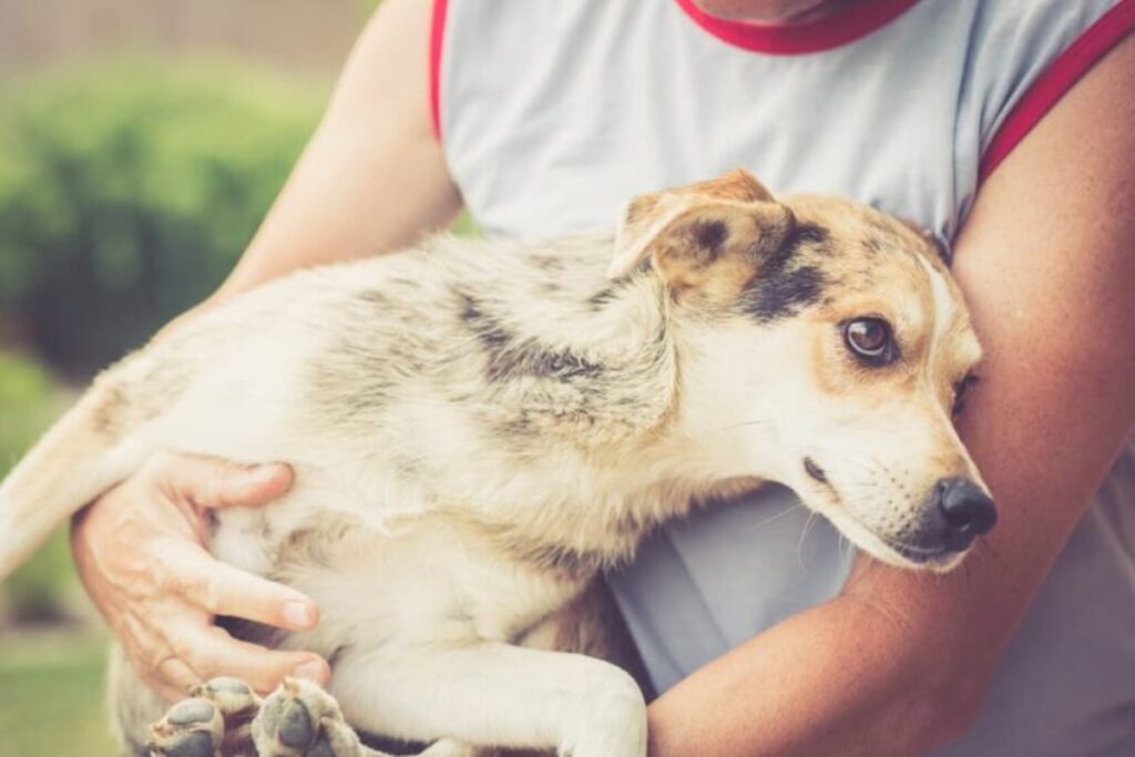 animal custody case