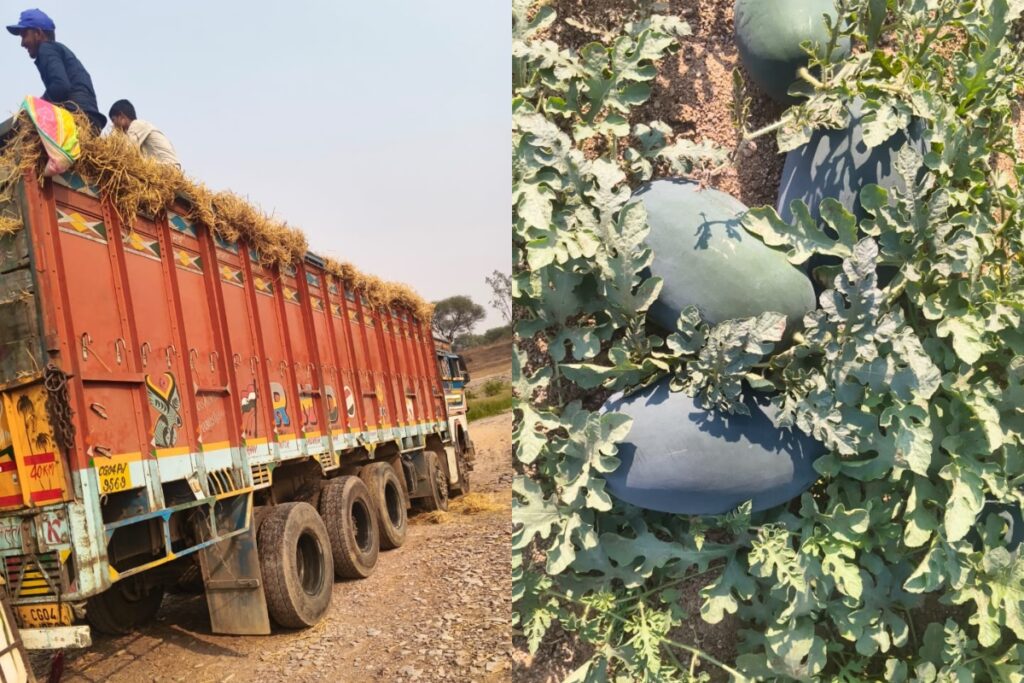 watermelon, export stopped