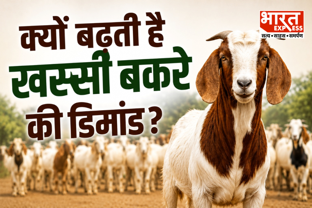 Bakrid 2026- Khassi goat